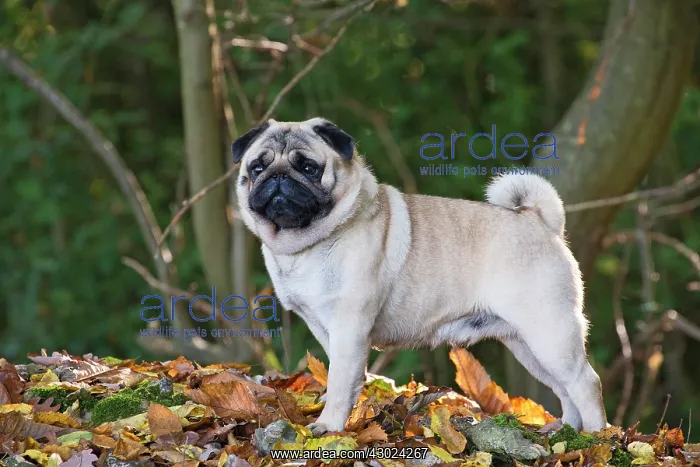  : Dog Pug