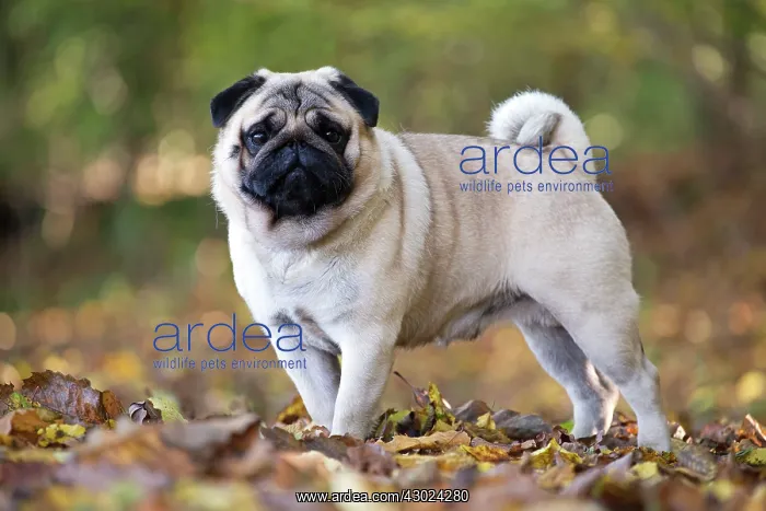  : Dog Pug