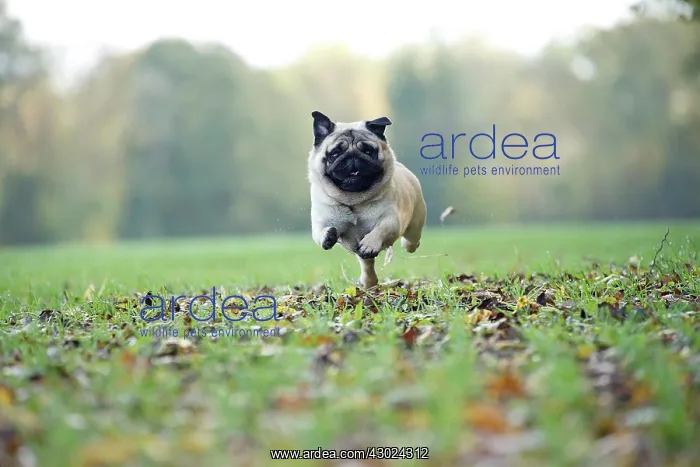  : Dog Pug