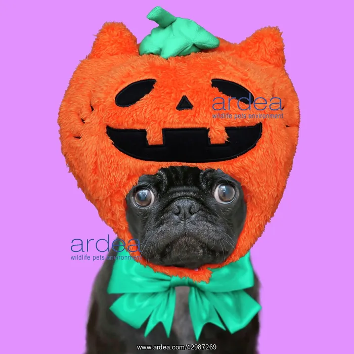 : Dog - Pug 6 month old puppy wearing Halloween : Dog - Pug 6 month old puppy wearing Halloween