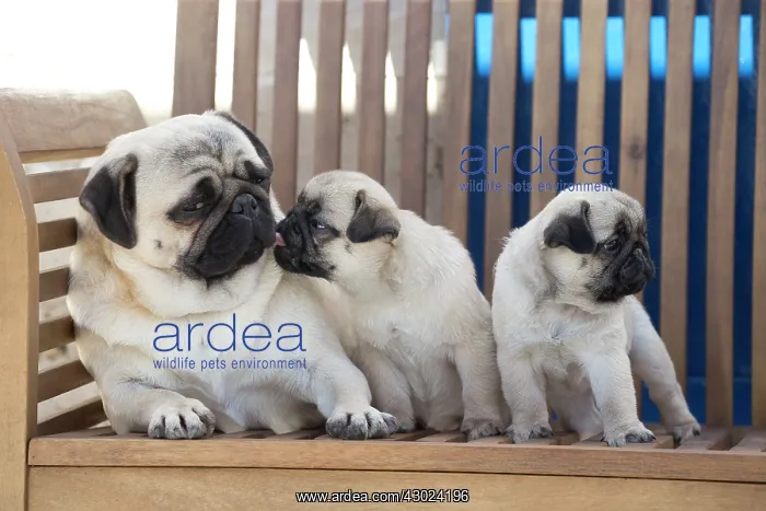  : Dog Pug adult and puppies
