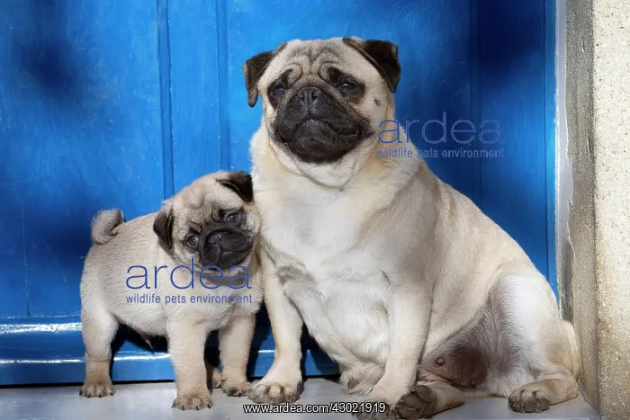  : Dog Pug adult and puppy