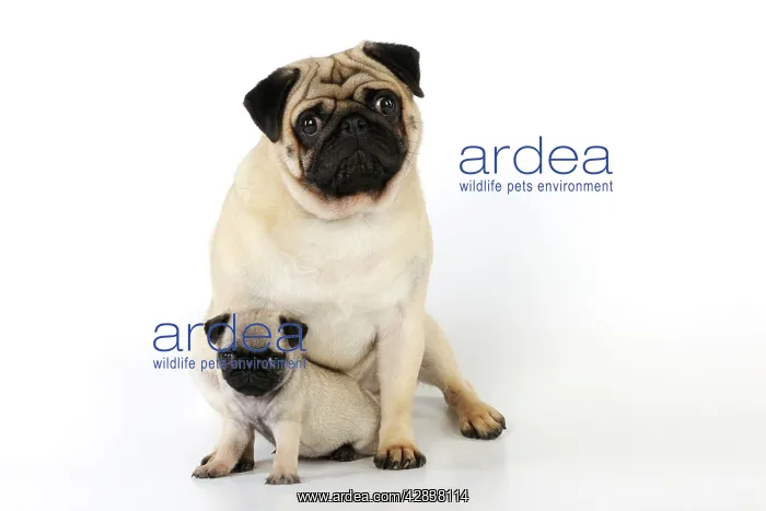  : DOG. Pug adult with puppy ( 6 wks old )