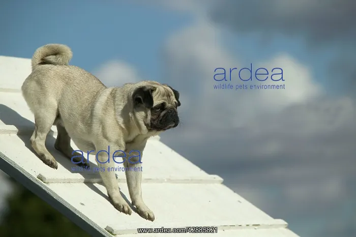  : Dog - pug on agility course