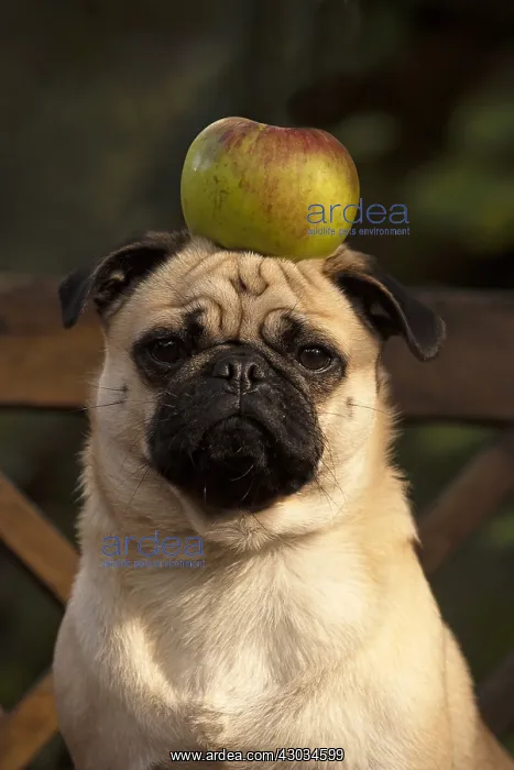  : DOG. Pug with an apple on its head