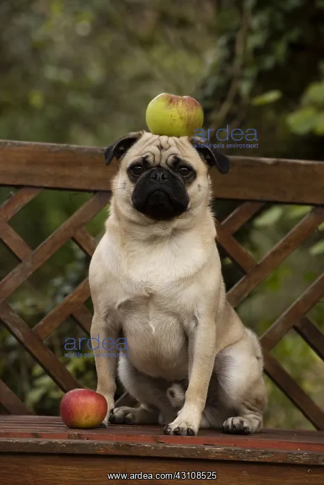  : DOG. Pug with an apple on its head
