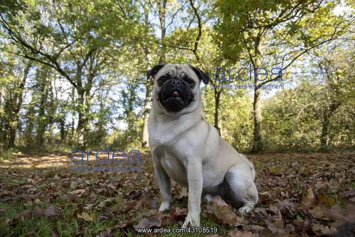 : DOG. Pug in autumn setting : DOG. Pug in autumn setting