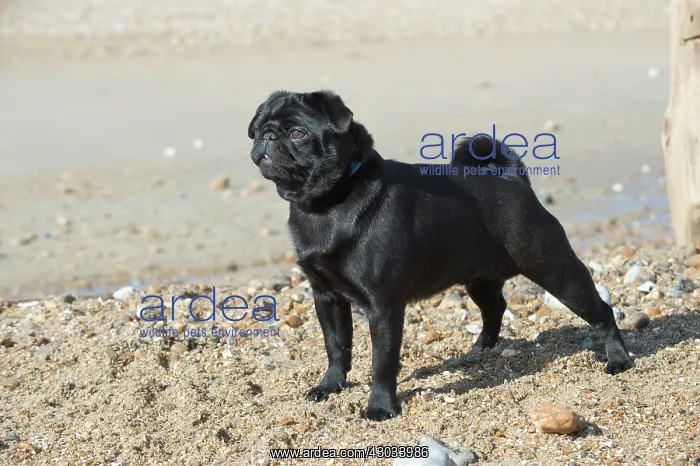 : Dog Pug on the beach : Dog Pug on the beach