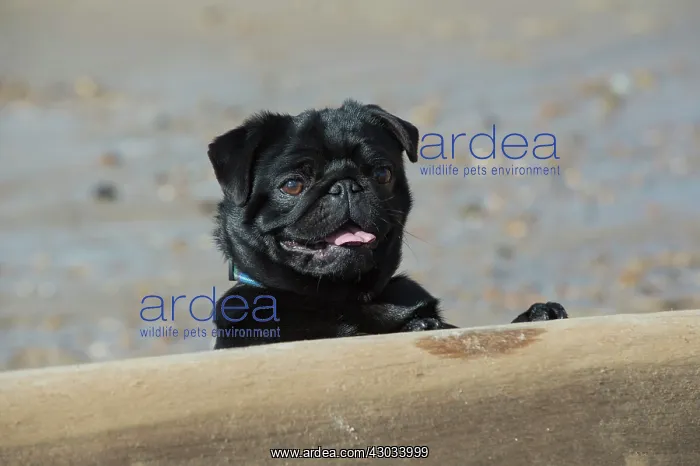 : Dog Pug on the beach : Dog Pug on the beach