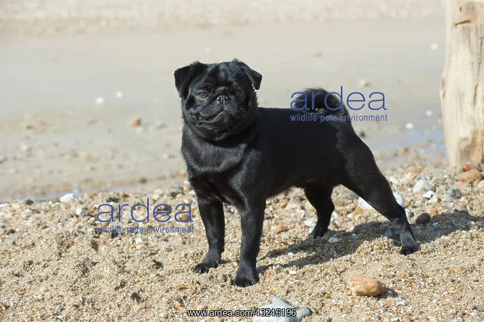 : Dog Pug on the beach : Dog Pug on the beach