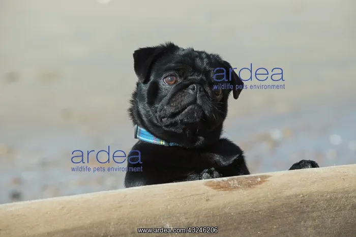 : Dog Pug on the beach : Dog Pug on the beach