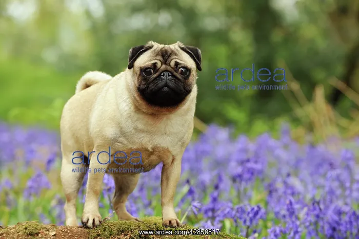 : DOG. Pug in bluebells : DOG. Pug in bluebells