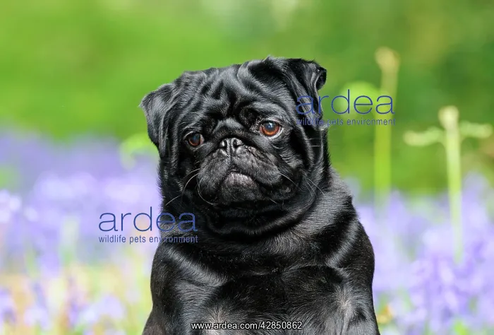: DOG. Pug in bluebells : DOG. Pug in bluebells
