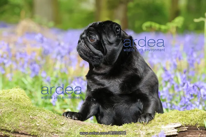 : DOG. Pug in bluebells : DOG. Pug in bluebells