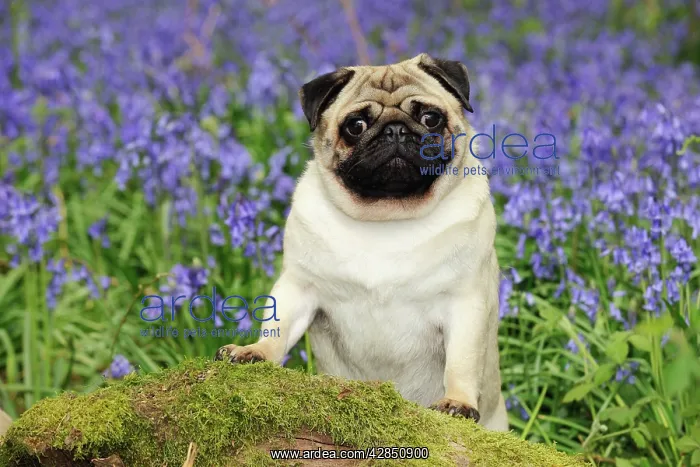 : DOG. Pug in bluebells : DOG. Pug in bluebells