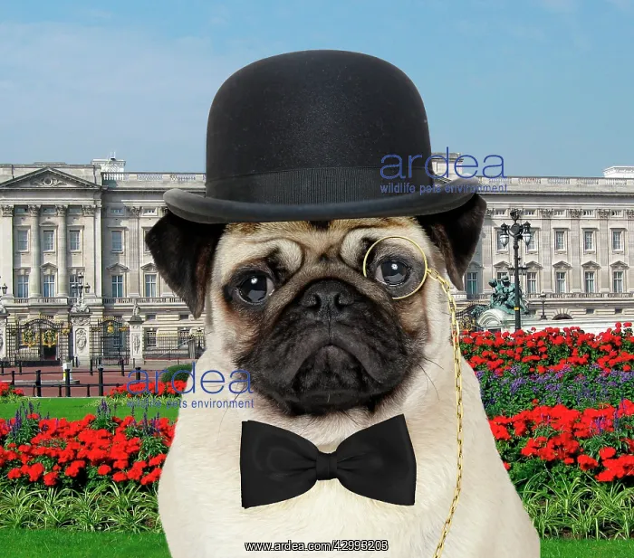 : DOG - pug - business man : DOG - pug - business man