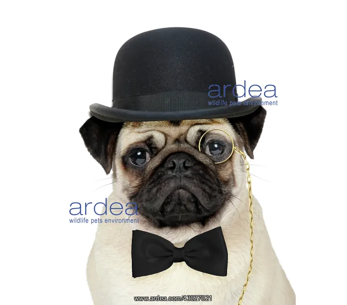 : Dog pug business man wearing bowler hat bow tie and monocle. Digital Manipulation : Dog pug business man wearing bowler hat bow tie and monocle. Digital Manipulation