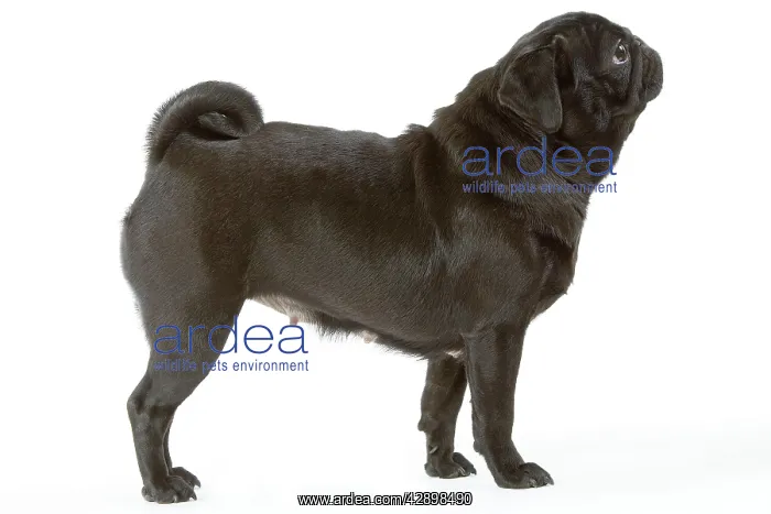  : Dog - Pug  /  Carlin  /  Mops