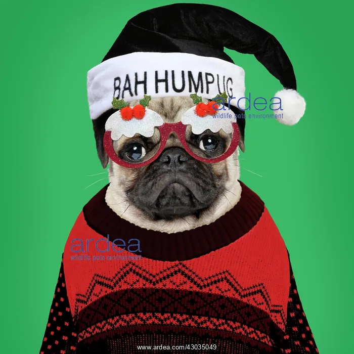 : Dog Pug in Christmas jumper Bah Humbug (Bah Humpug) hat : Dog Pug in Christmas jumper Bah Humbug (Bah Humpug) hat