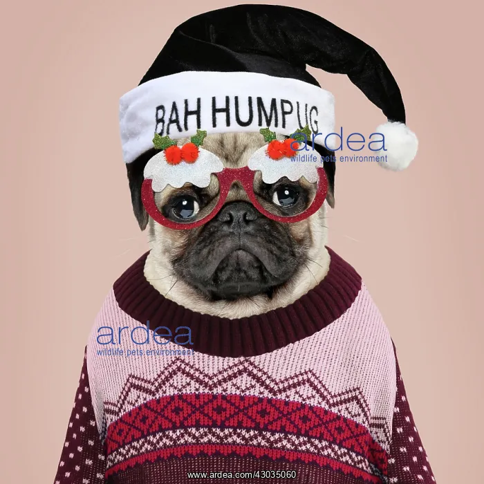 : Dog Pug in Christmas jumper Bah Humbug (Bah Humpug) hat : Dog Pug in Christmas jumper Bah Humbug (Bah Humpug) hat