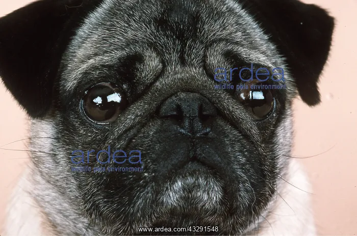 : DOG - pug, close-up of face : DOG - pug, close-up of face