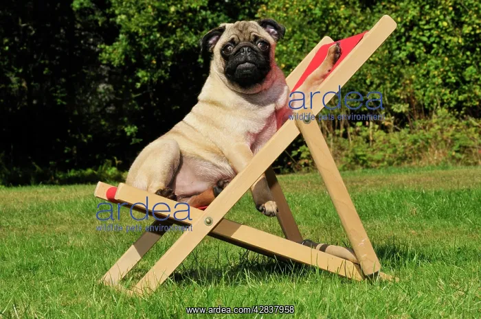 : DOG. Pug in a deck chair : DOG. Pug in a deck chair