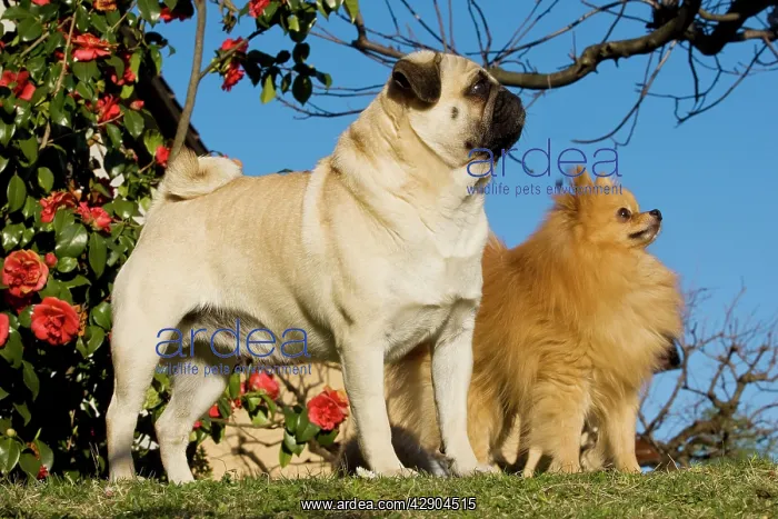 : Dog - Pug with Dwarf Spitz / Pomeranian. Also know : Dog - Pug with Dwarf Spitz / Pomeranian. Also know