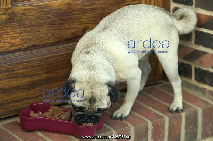  : Dog - Pug eating