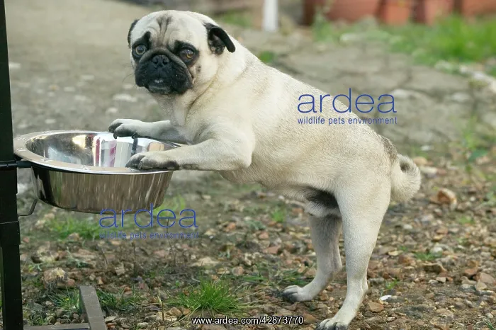  : Dog - Pug eating from raised bowl