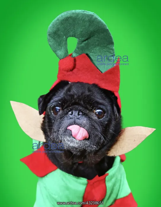  : Dog Pug in elf outfit licking