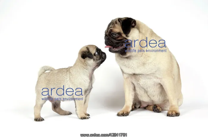  : DOG. PUG ( fawn ) with 7 week old puppy