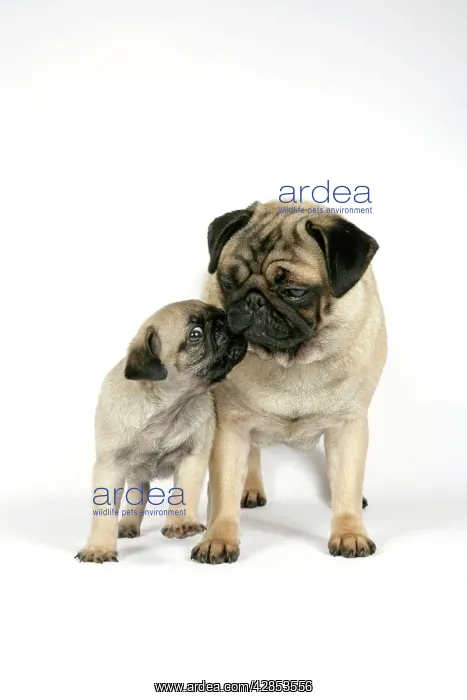  : DOG. PUG ( fawn ) with 7 week old puppy