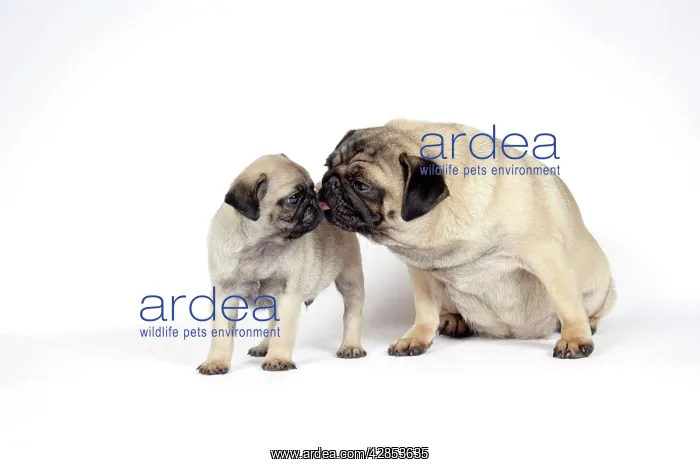 : DOG. PUG ( fawn ) with 7 week old puppy : DOG. PUG ( fawn ) with 7 week old puppy