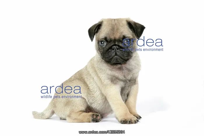 : DOG. PUG ( fawn ) 7 week old puppy : DOG. PUG ( fawn ) 7 week old puppy