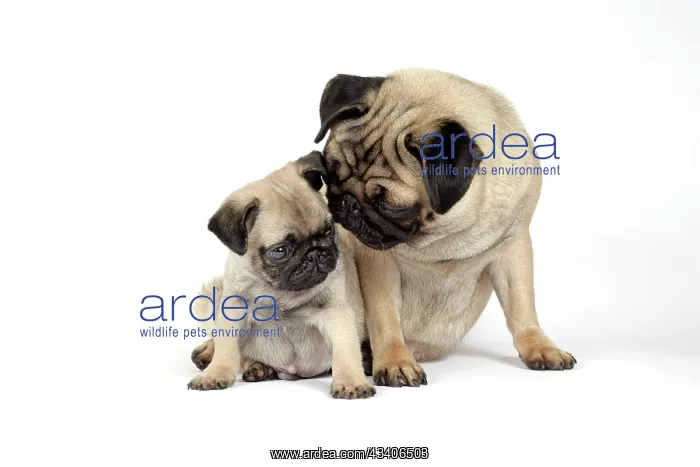  : DOG. PUG ( fawn ) with 7 week old puppy