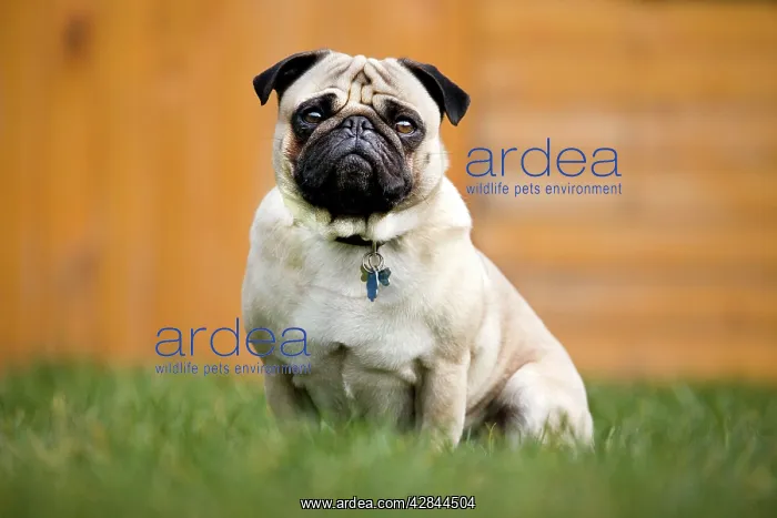 : Dog - Pug in garden : Dog - Pug in garden