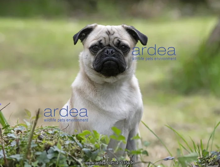 : DOG. Pug in a garden : DOG. Pug in a garden