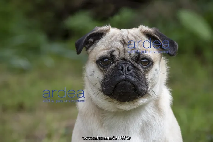 : DOG. Pug in a garden : DOG. Pug in a garden