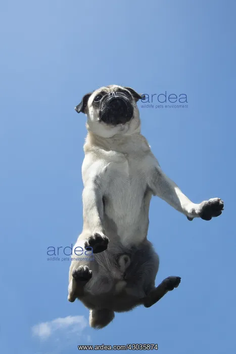 : DOG. Pug on glass taken from below : DOG. Pug on glass taken from below
