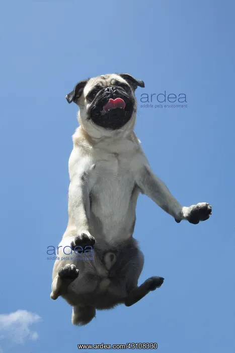 : DOG. Pug on glass taken from below : DOG. Pug on glass taken from below