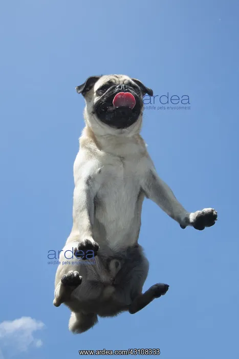 : DOG. Pug on glass taken from below : DOG. Pug on glass taken from below