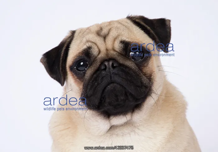  : DOG. Pug head and shoulders tonge out
