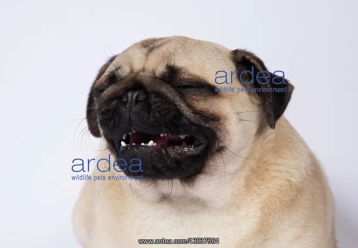  : DOG. Pug head and shoulders tonge out