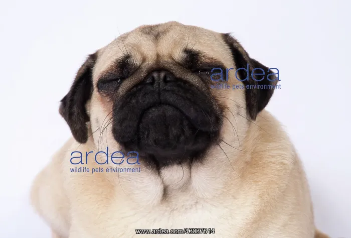  : DOG. Pug head and shoulders tonge out