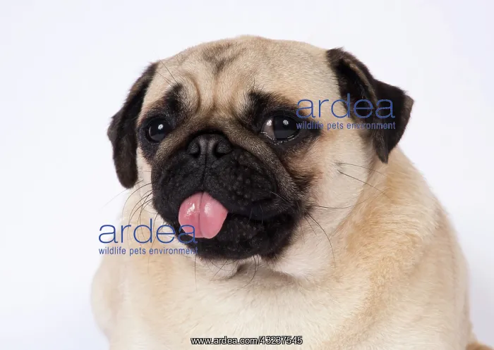  : DOG. Pug head and shoulders tonge out