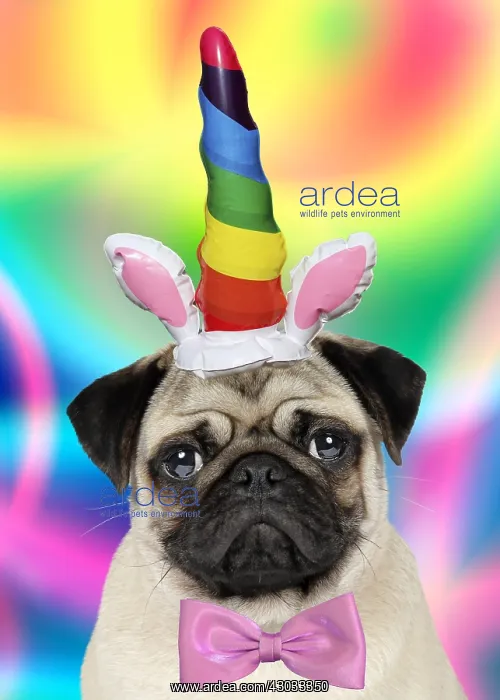 : DOG, pug, inflatable unicorn horn and bow tie : DOG, pug, inflatable unicorn horn and bow tie