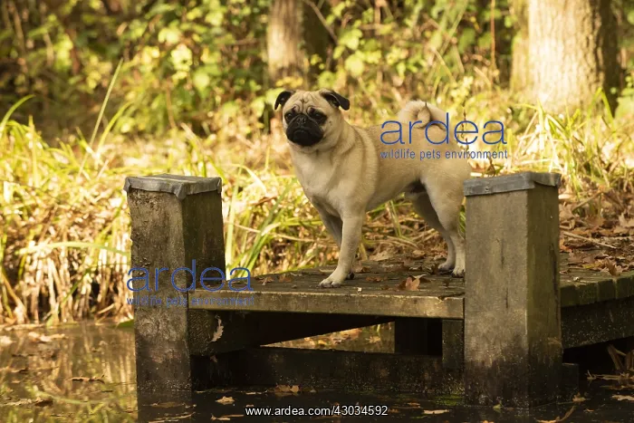  : DOG. Pug, on a jetty in autumn colours