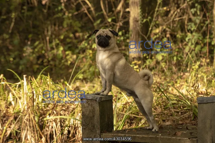  : DOG. Pug, on a jetty in autumn colours