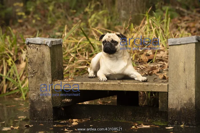  : DOG. Pug, on a jetty in autumn colours
