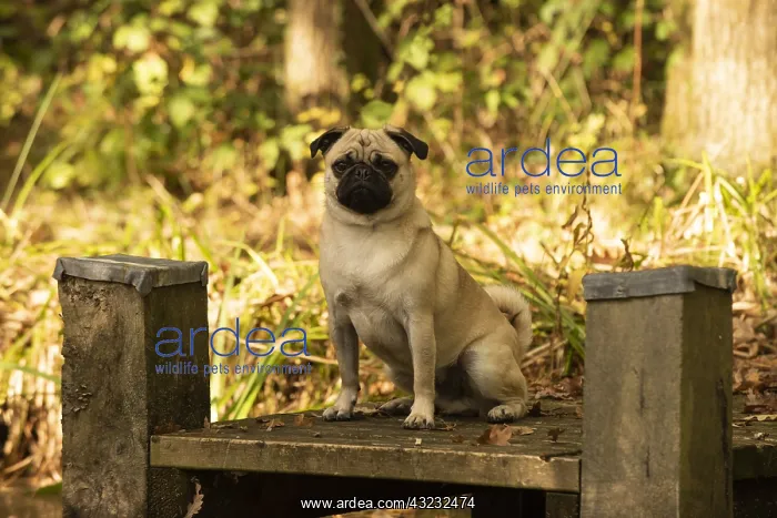  : DOG. Pug, on a jetty in autumn colours
